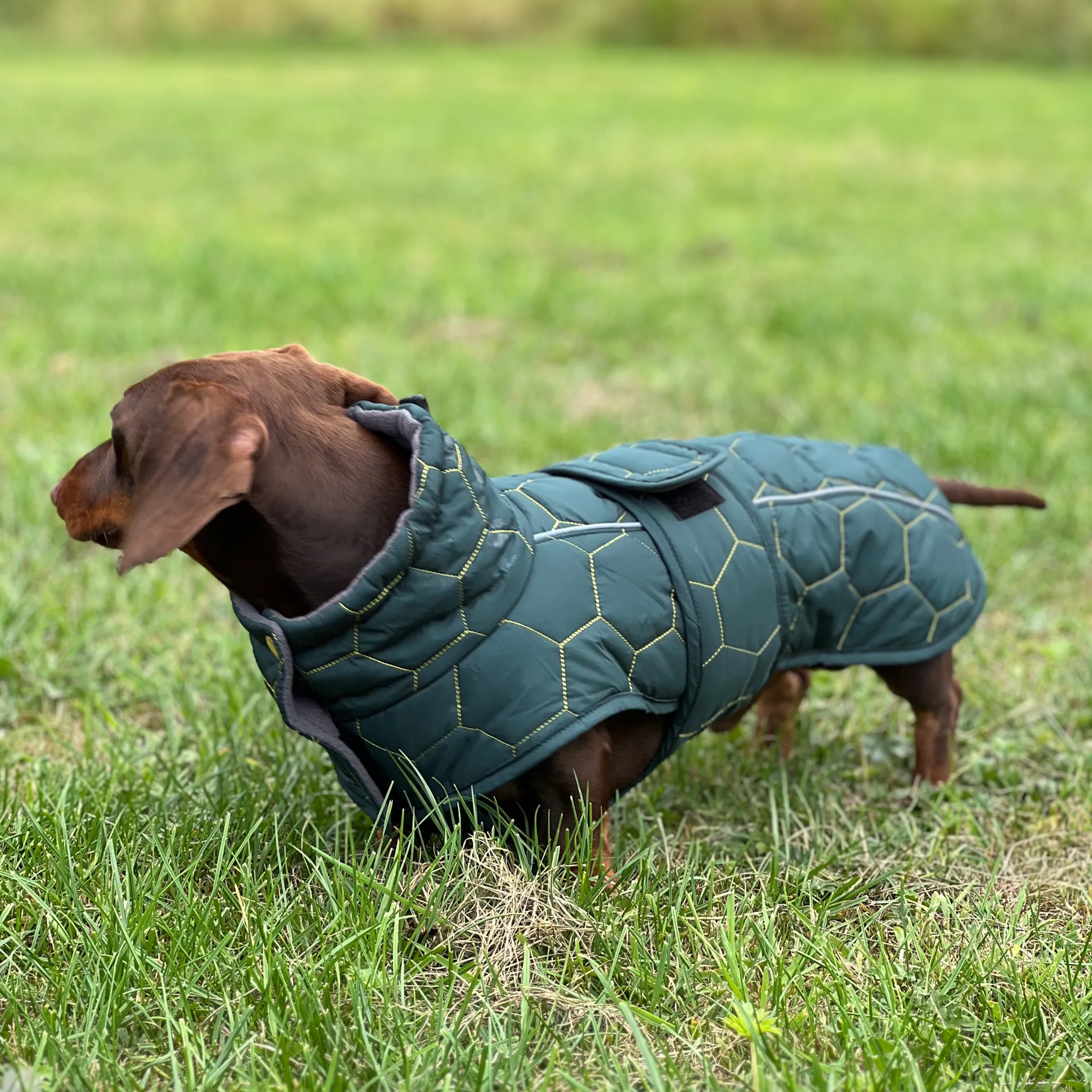 Dachshund Winter Coat - Waterproof