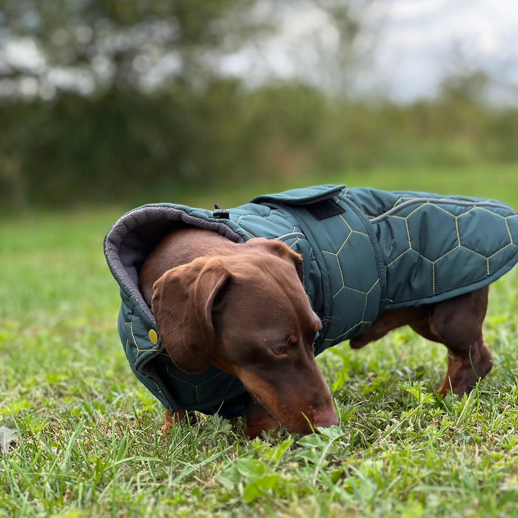 Dachshund Winter Coat - Waterproof