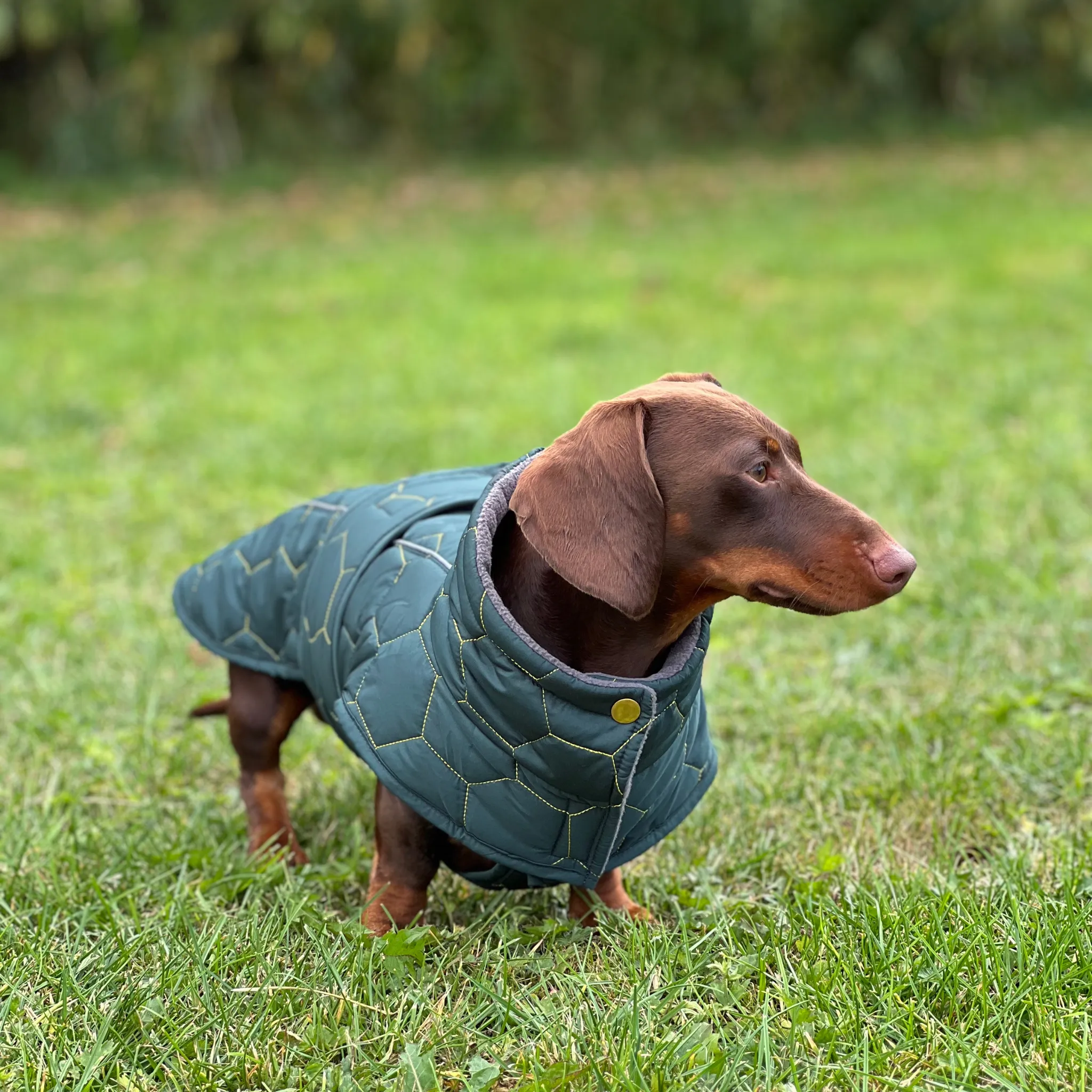 Dachshund Winter Coat - Waterproof