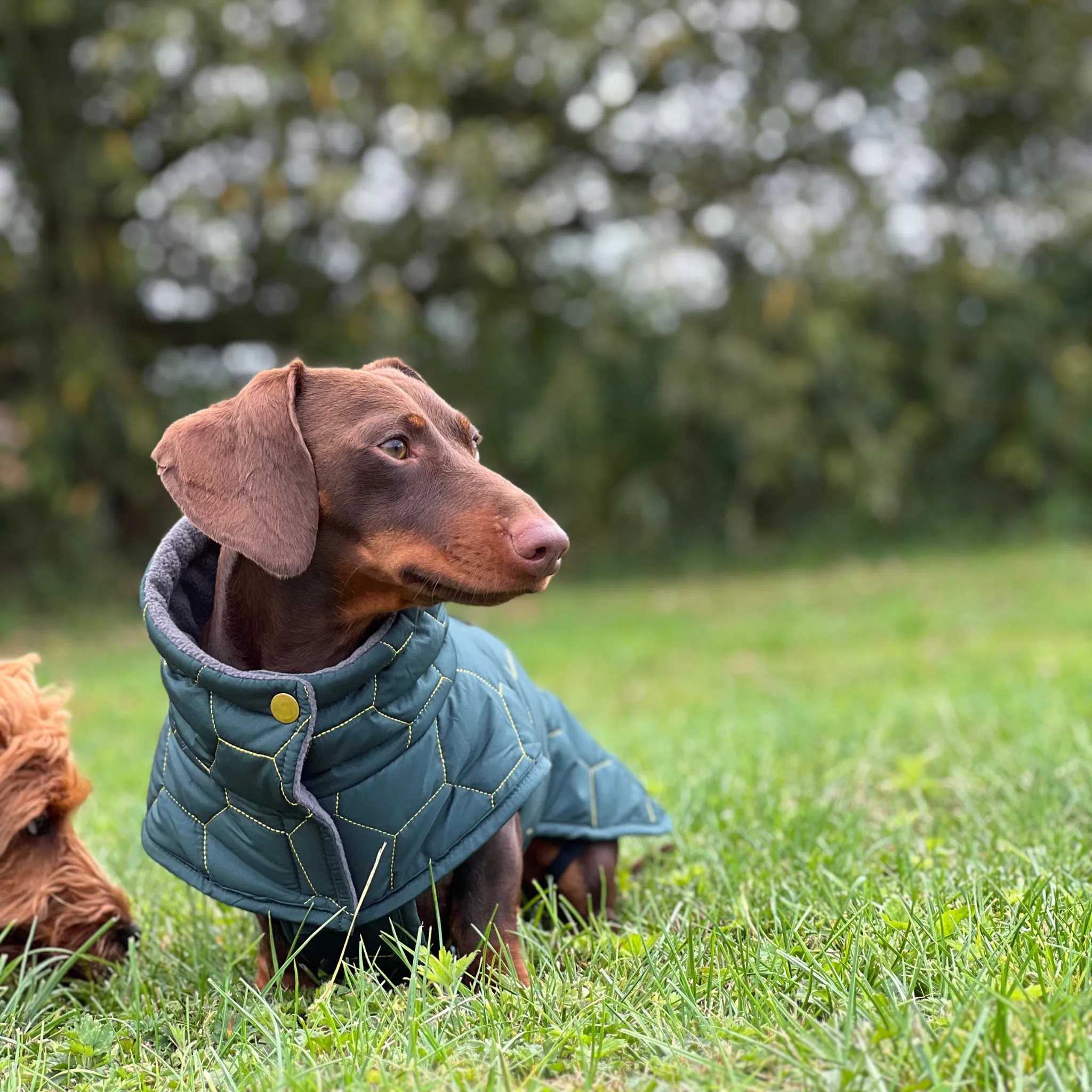 Dachshund Winter Coat - Waterproof