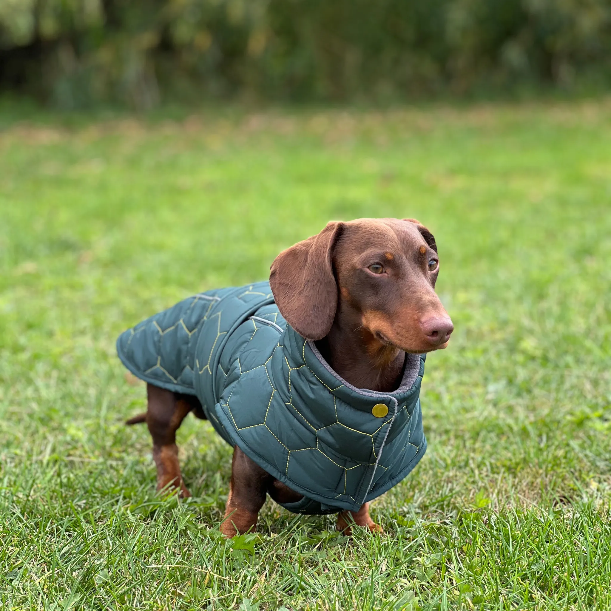 Dachshund Winter Coat - Waterproof