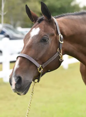 HUNTLEY LEATHER HALTER